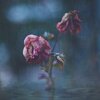 Acey Ace、JK - Flores (feat. JK)