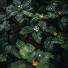 Grabaciones de Liquid Planet、Musica Lluvia Tranquila、Relajación en la naturaleza - El Suave Eco Sereno De La Lluvia