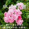 疗愈音律 - 五音静心曲·养生