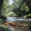 Varias frecuencias、Río armonía、Sonidos Perros Amor - Arroyo Relajante Para La Calma Del Perro
