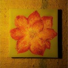 Priscilla - Magnolia