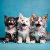 Timasion、Estación de música clásica、Música para Gatos Paz - Relajación Felina En Armonía Binaural