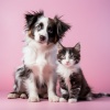 Costas del Delta、Cala tranquila、Música para dormir para mascotas - Tonos Binaurales Suaves Para Animales