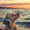 Puppy Music Therapy、Dog Music Jukebox、Music for Sleeping Puppies - Peaceful Paws Ocean