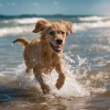 Hora de la Música del Perro、Emisiones otoacústicas、Domingos por el Océano - Melodías Oceanicas Positivas