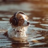 Dog Calming Music、Memminger、432 Hz Destroy Unconscious Blockages - Dogs Harmony Stroll