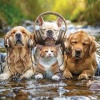 Natural Sound Makers、Riverside Underground、Aurora Beach - Calming Water Tunes