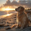 Relacionar ruidos、Bienaventuranza、Gurú Dzen - Calma En Las Olas Del Mar Para Mascotas