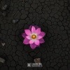 Sam Davies、Dave Crag、Young Wolf Beatz - Flor de Loto