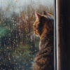 Música para gatitos、Experiencia de sonido de lluvia、Café del Pecado - La Serenidad De La Lluvia Para La Calma Felina
