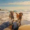 Perros que se Quedan en Casa、proyecto de ruido del mar TA、Buscando almas - Tranquilidad Canina Con La Brisa Del Océano