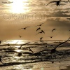 Cafe Americaine、Luca Barro - runaway beach (seagull mix)
