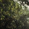 Sleep Music Guys、Rain for Sleeping、Calm Dinner Music - Mist's Whisper in the Gentle Rain