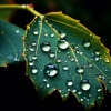 Nature Recordings、Drophic、The Flow Atmosphere - Rain's Melody Soothes Away Worry