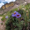 B. Boyd - Sympathy for a JPEG
