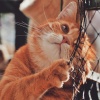 멜로우 - A Cat's Day in the Spring