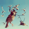 Weightless Light、Bird Robin、Binaural Beats Concentration - Aerial Harmonies Dawn Chirp