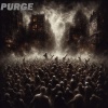 chicorée - Purge