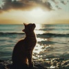 Ambiente Sagrado、Santuario de Zamá、La absorción - Olas Serenas Para Mascotas