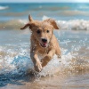 Música para perros con ansiedad、Biblioteca de música para perros、Reiki Consorte de Curación - Río Relajante De Los Perros En La Comodidad