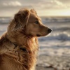 Música feliz de la mañana、101 mar、Música del domingo por la mañana - Tranquilizar A Las Mascotas Con El Océano