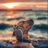Doggy Doo-Wop、Soothing Dogs、Heaven on Earth Instrumental Universe - Paws Wave Sound
