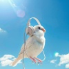 Complete Brainwave Therapy System、Noise Shapers、Doctor Hz - Cadence of Feathers