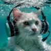 Catching Sleep、Pacific Ocean Wave Sounds、InTune - Cats Binaural Ocean Calm