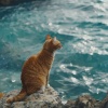 Abrazando los sonidos、Adriana Szuster、Hechos tonales - Ronroneo Tranquilizador De Las Aguas
