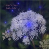 Duplex-Ache - Before the Dawn of Happiness