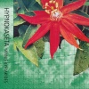 Yannis Kyriakides、Andy Moor、Quatuor Bozzini - Hypnokaséta I