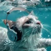 Feel the Joy、Cat Rest Music、Deep Soothing Music For Anxious Ill and Stressed Cats - Ocean Purr for Felines