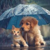 Perros y gatos felices、Lluvia - Lluvia de primavera、Música tranquila del domingo por la mañana - Lluvia Reconfortante Para Mascotas