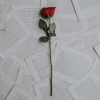 Rose Bennett - Sugarcoated Love (feat. Austin)