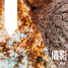 陈冬霖 - 倩影