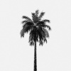 Olivier - Jungle