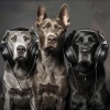 Tranquilo Sereno、Sonidos de lluvia tranquila、Vapor - Relajación De Mascotas En Los Sonidos Del Trueno