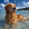 Hora de la Música del Perro、Olas del océano durmientes、Sistemas subliminales de ondas cerebrales de ritmo binaural - Calmar Las Olas Del Mar Para Perros