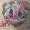 Brenda - Cease and Desist