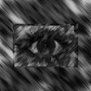 Mylene - Rotten