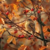 Best Relaxation Music、Bird Sound Collectors、Music for Feeling Better - Gentle Bird Whispers in Binaural Calm