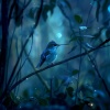 Soothing Music for Sleep、Owl Sounds Recordings、Sun Surf《Twilight Tweets in Binaural Bliss》[MP3/LRC]