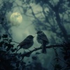 Sleeping Fairy、Essential Nature Sounds、Power and Energy - Slumber Shadows and Soft Tweets
