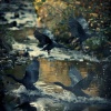 Well Ness、rainbirds、Cosy Music Deluxe - Newborn Nesting in Binaural Birdsong