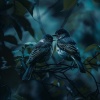Spiritual Fitness Music、Bird Sounds Ambiance、Total Relax Zone - Therapeutic Bird Harmonies in Dual Tones