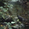 Washy Wonka、Love Nature、Cocktail Party Music - Calm Waters and Woodland Tweets
