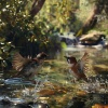 Relaxing Music Zone、Soft Water Streams Sounds、Telomere - Peaceful Waters and Singing Birds