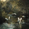 Soothing Baby Music Zone、New Sounds Of Nature、AshwortH KRaft《Infant’s Eden Gentle Streams and Birds》[MP3/LRC]