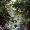 Relaxation Music、Zen Reverie、Himalayan Voices - Gentle Creek Flow and Birdsong Serenity