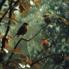 Natural Meditation Guru、Rain Sizzlers、Noise of Colors Radio 1 - Zen Meditation Rain and Birds in Harmony